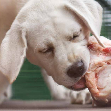 Ako kŕmiť šteniatko surovou stravou - BARF